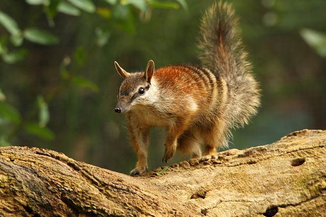 Numbat Australiano 