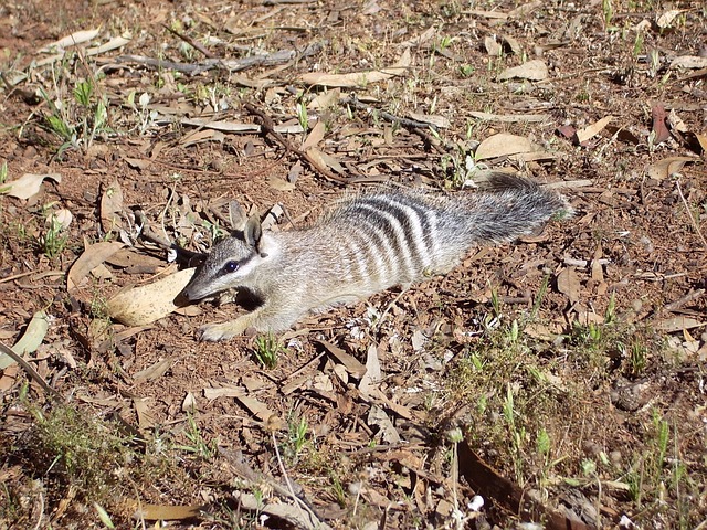 Numbat Deitado no Chão 