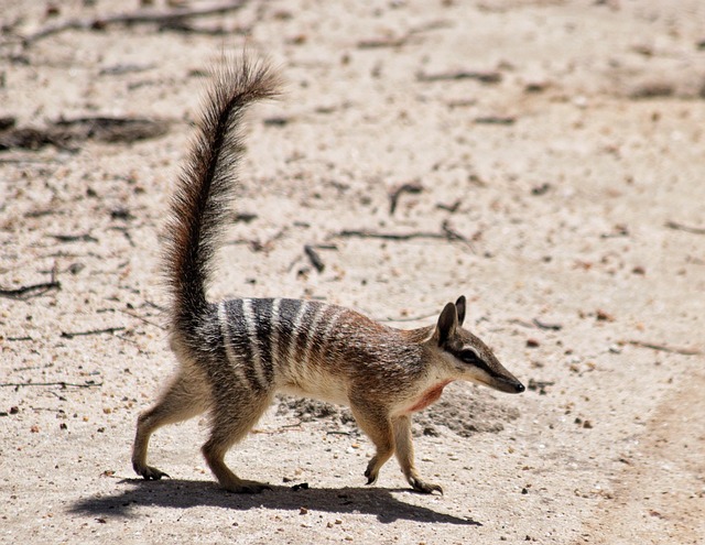 Numbat em Seu Habitat Natural