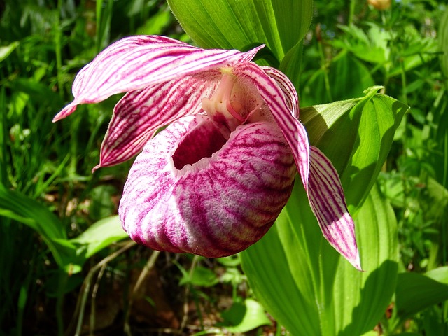 Orquídea Sapatinho 