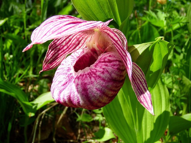 Orquídea Sapatinho