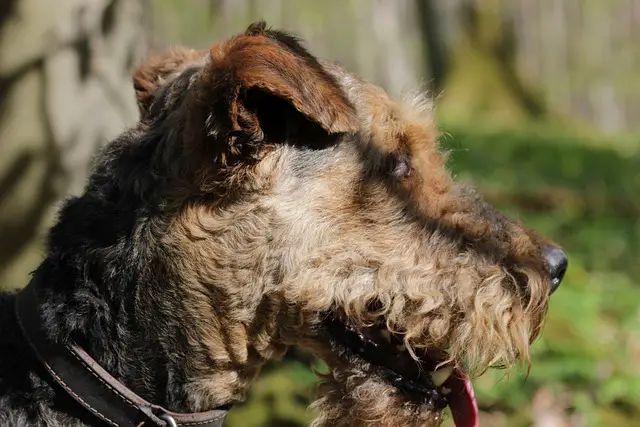Perfil do Airedale Terrier