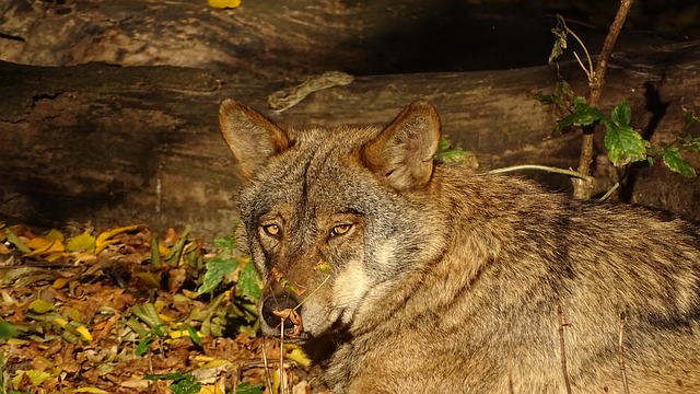 Perfil do Lobo Ibérico
