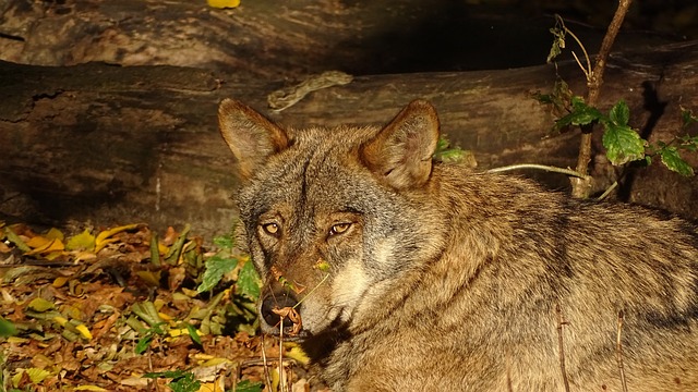 Perfil do Lobo Ibérico 