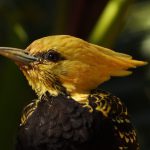 Pica-pau-de-cabeça-amarela