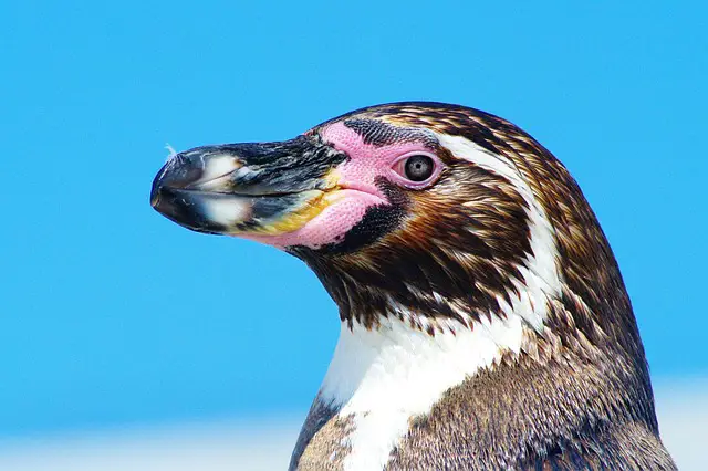 Pinguim-de-Humboldt 