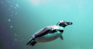 Pinguim-de-Humboldt Nadando no Fundo do Mar