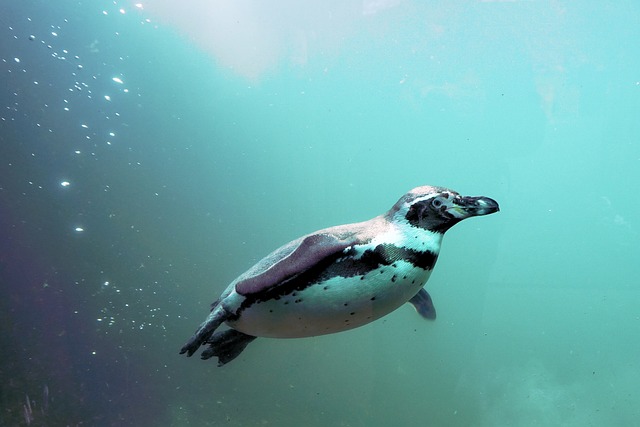Pinguim-de-Humboldt Nadando no Fundo do Mar 