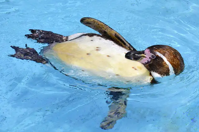 Pinguim-de-Humboldt