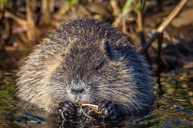 Rato Almiscarado Comendo