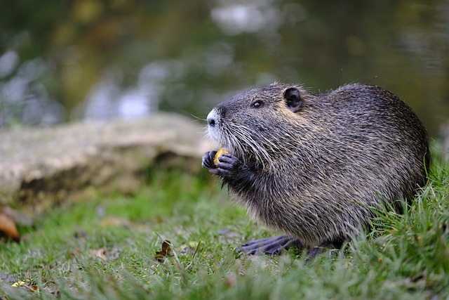 Rato do Almiscarado se Alimentando 