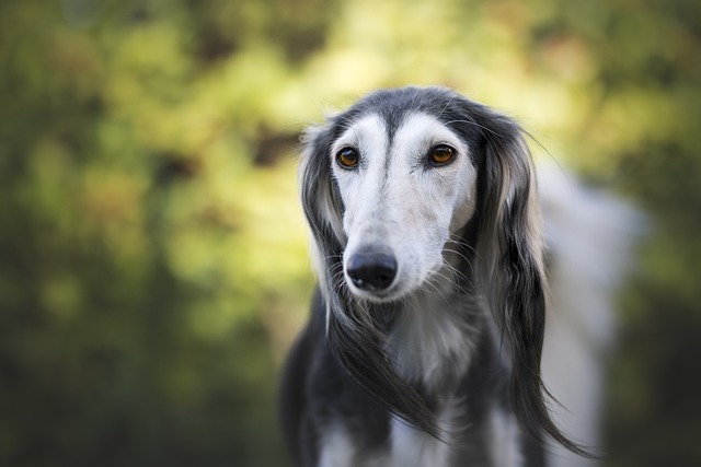 Saluki