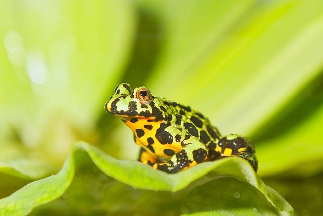 Sapo de Barriga de Fogo