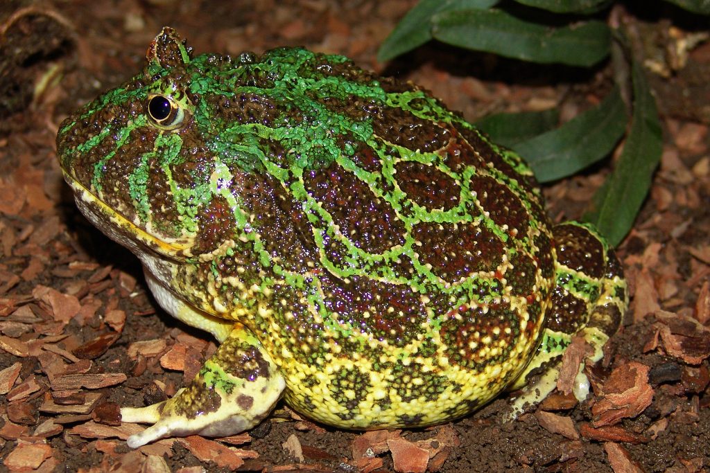 Sapo-de-Chifre-Amazônico 