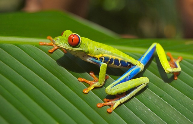 Sapo de Olhos Vermelhos 