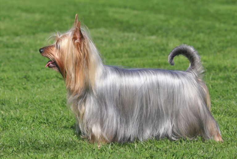 Silky Terrier de Perfil