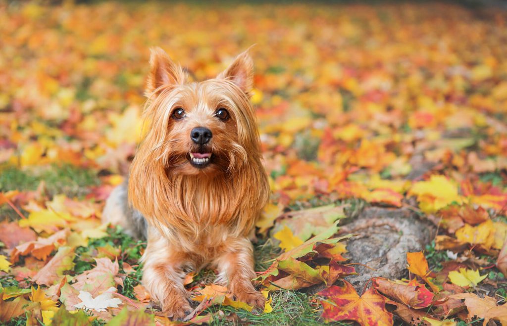 Silky Terrier de Perfil Sentado em Folhas de Árvores