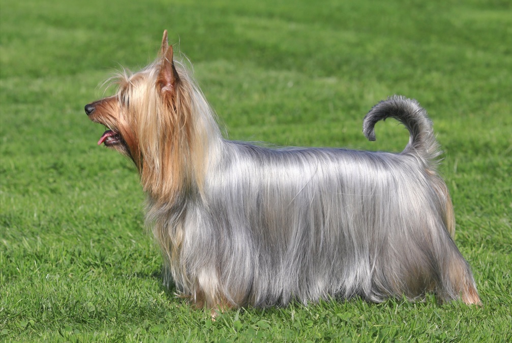 Silky Terrier de Perfil