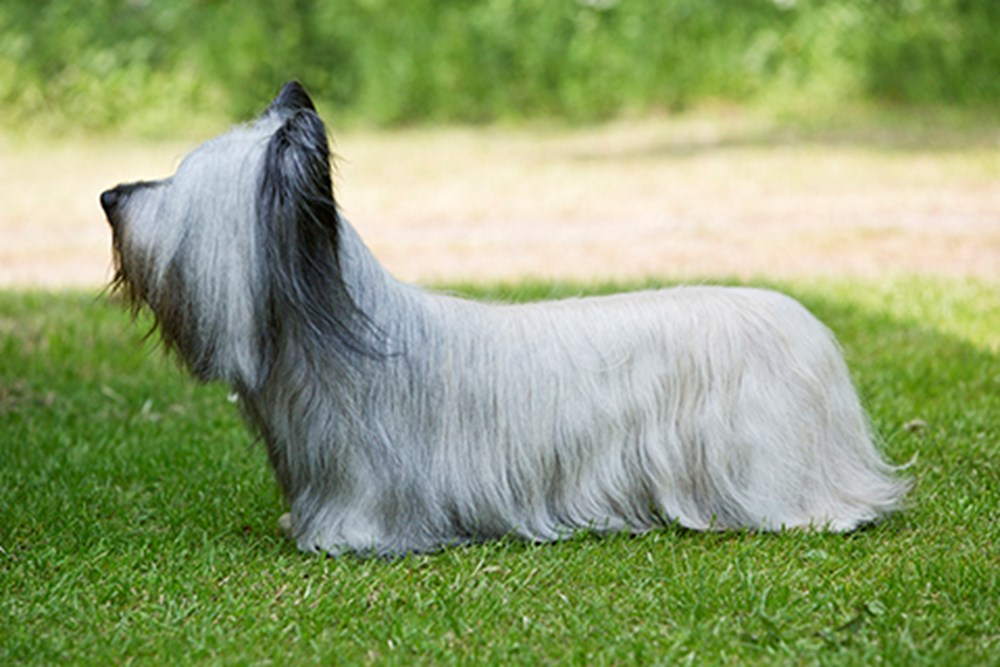 Skye Terrier de Perfil 