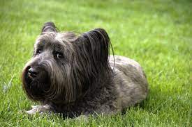 Skye Terriers