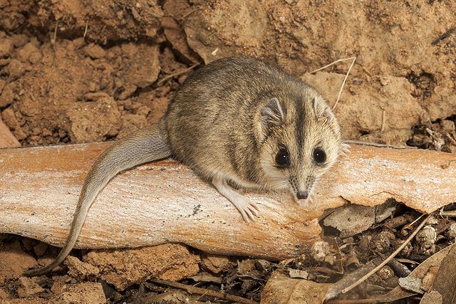 Sminthopsis Macroura