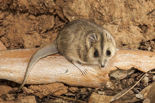 Sminthopsis Macroura 