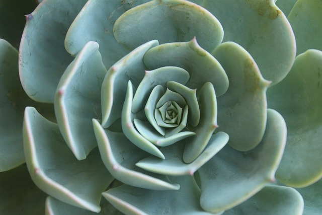 Suculenta em Forma de Flor 