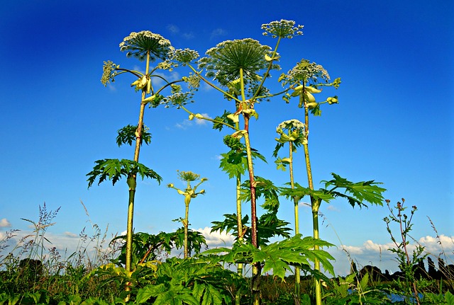 Tipo de Flor Gigante