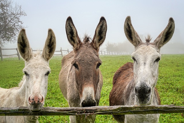 Trio de Mulas no Pasto 