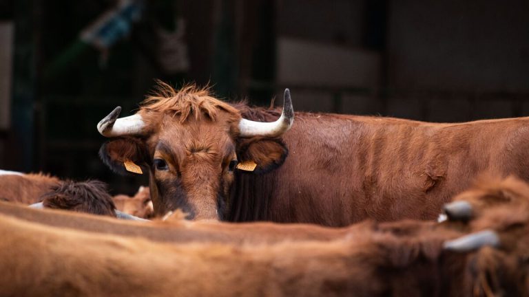 Vaca Pajuna Deitada