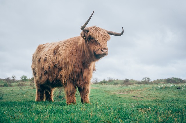 Vaca Peluda no Pasto