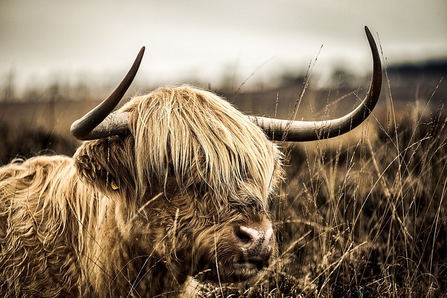 Vaca Peluda no Pasto