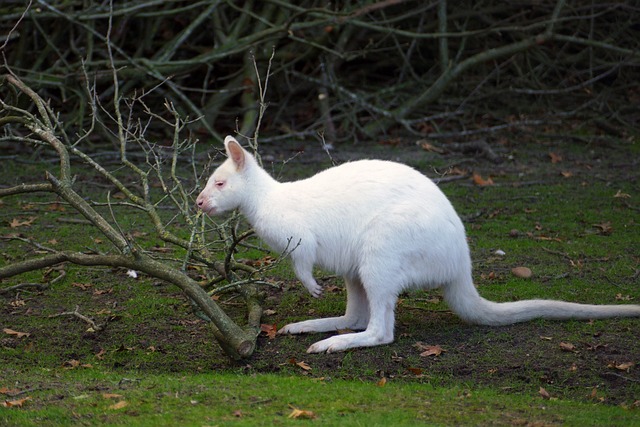 Wallaby Branco