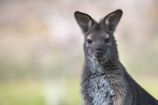 Wallaby