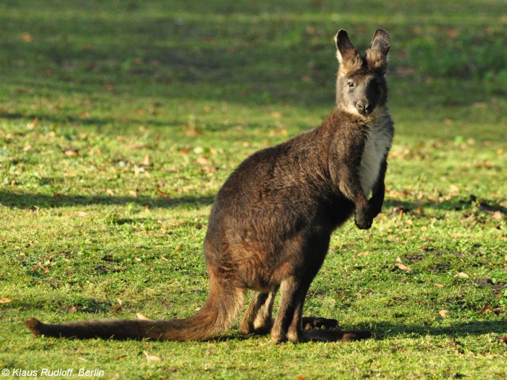 Wallaru Australiano na Natureza 