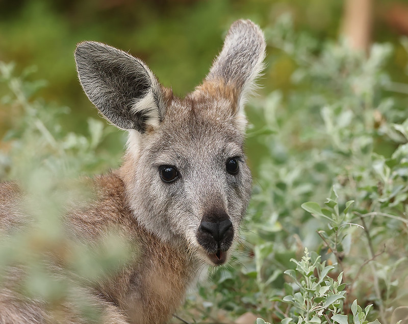  Wallarus Australianos