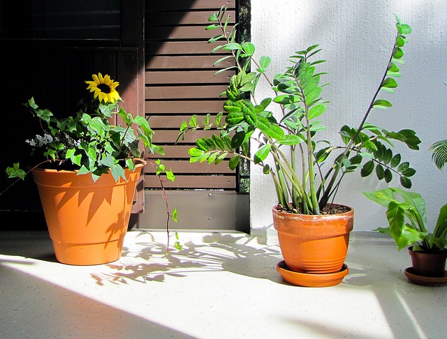 Zamioculca no Jardim
