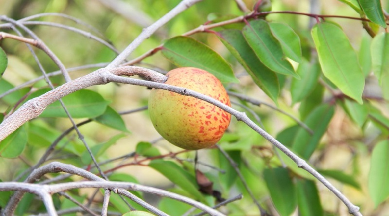 Florestas de Mangabeiras