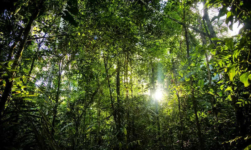 Florestas Tropicais Úmidas