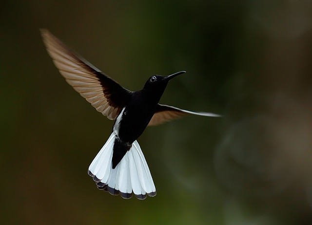 Beija-flor-preto