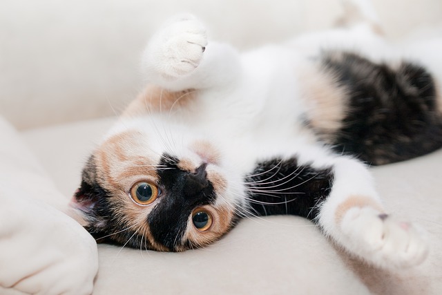 Gato Deitado de Barriga para Cima