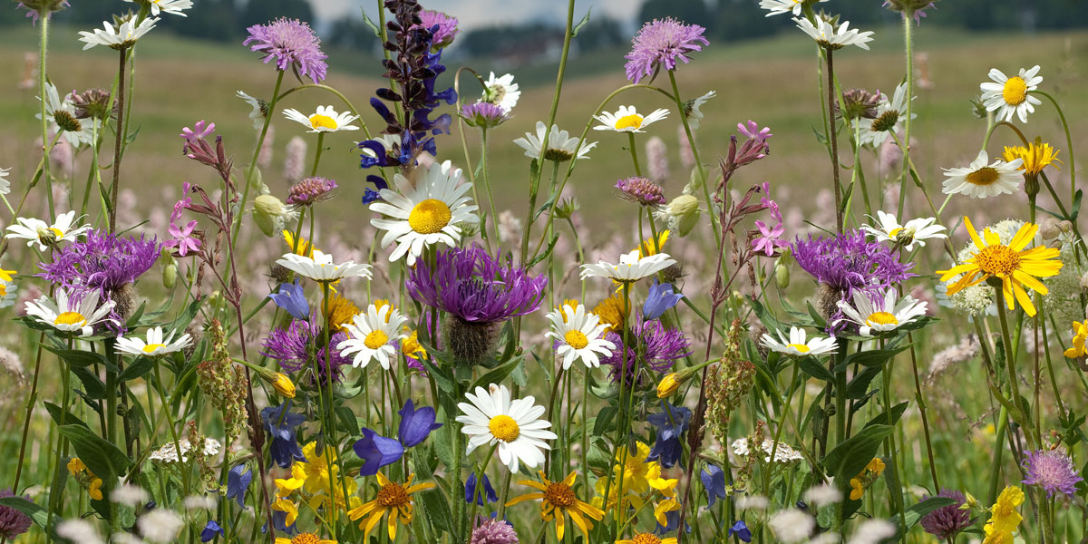 flores do campo