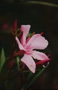 Flor da planta Oleandro com gotas de chuva em suas petalas