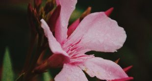 Flor da planta Oleandro com gotas de chuva em suas petalas