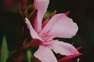 Flor da planta Oleandro com gotas de chuva em suas petalas