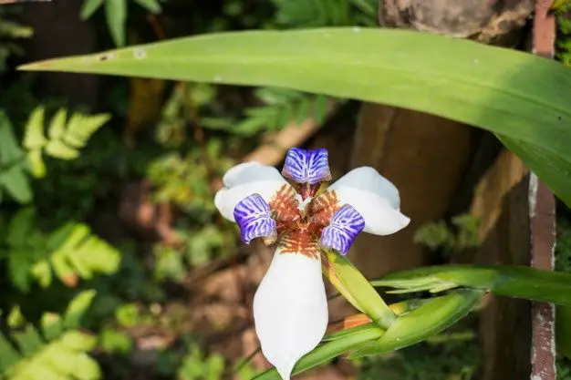 orquídea selvagem