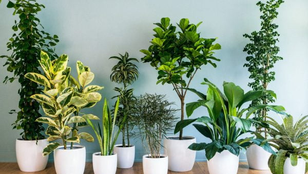 Plantas Ornamentais