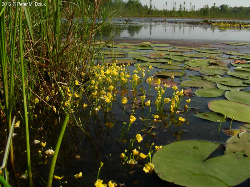 utricularia aquática