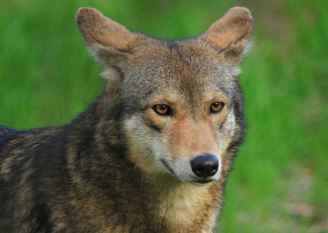 Lobo Vermelho Visto de Perto