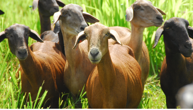 Ovelhas da Raça Santa Inês 